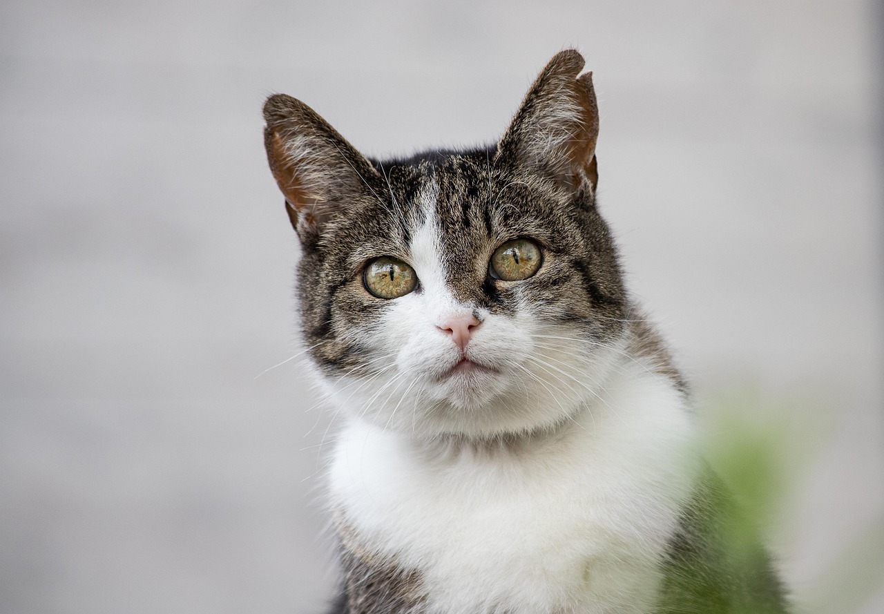 Katze