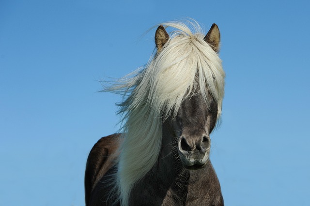 Pferd