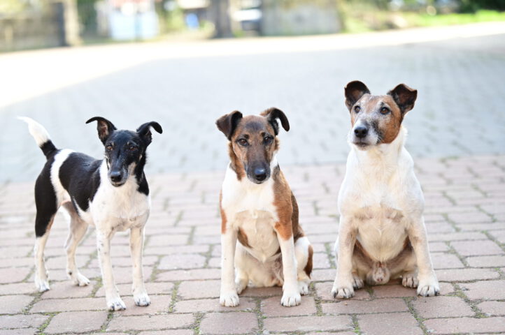 Hunde